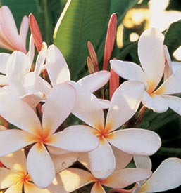 Flowers from a Backroads Hawaiian Vacation